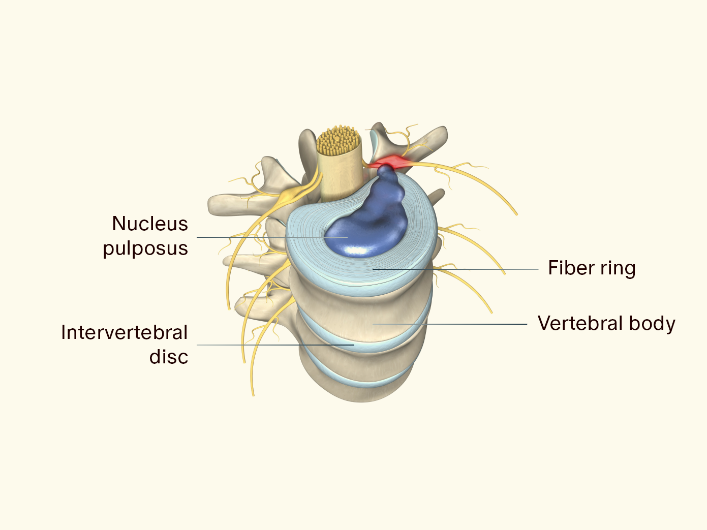 intervertebral disc